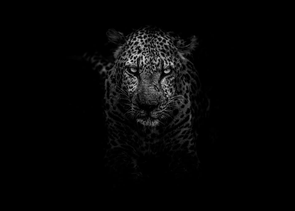 A leopard defying her instincts to step out of the shadows and into the light
