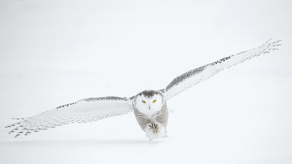 A wise owl wingspan ready to fly